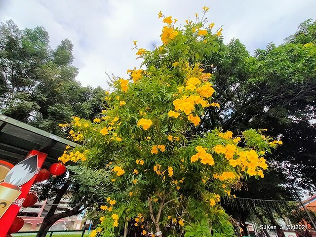 「紅茶屋」（Ｄｒｉｎｋ　ｂｏｏｔｈ），　Ｔａｉｐｅｉ，　Ｔａｉｗａｎ，　ＳＪＫｅｎ，　Ｎｏｖ　１，　２０２１．