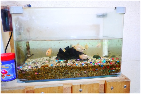 182巷鬆餅廚房：板橋也有盆栽奶茶？連男友都喜愛的好吃鬆餅在《182巷鬆餅廚房 》