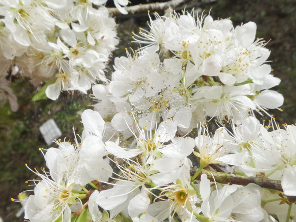 浮雲杉林民宿：浮雲杉林民宿-雪霸國家公園附近超推薦住宿  四季皆有不同的美景  主人家超親切  而且餐點特別又好吃