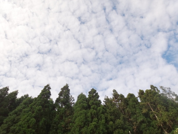 浮雲杉林民宿：浮雲杉林民宿-雪霸國家公園附近超推薦住宿  四季皆有不同的美景  主人家超親切  而且餐點特別又好吃