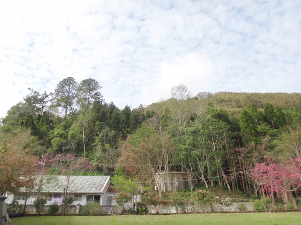 浮雲杉林民宿：浮雲杉林民宿-雪霸國家公園附近超推薦住宿  四季皆有不同的美景  主人家超親切  而且餐點特別又好吃