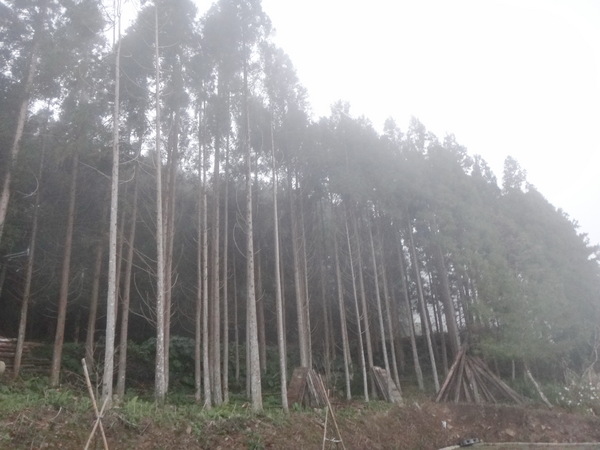浮雲杉林民宿：浮雲杉林民宿-雪霸國家公園附近超推薦住宿  四季皆有不同的美景  主人家超親切  而且餐點特別又好吃
