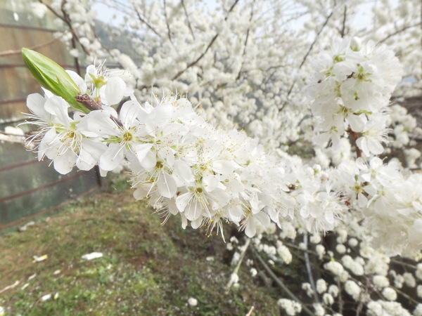 浮雲杉林民宿：浮雲杉林民宿-雪霸國家公園附近超推薦住宿  四季皆有不同的美景  主人家超親切  而且餐點特別又好吃