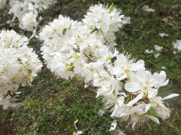 浮雲杉林民宿：浮雲杉林民宿-雪霸國家公園附近超推薦住宿  四季皆有不同的美景  主人家超親切  而且餐點特別又好吃