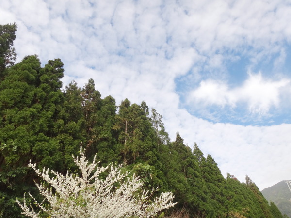 浮雲杉林民宿：浮雲杉林民宿-雪霸國家公園附近超推薦住宿  四季皆有不同的美景  主人家超親切  而且餐點特別又好吃