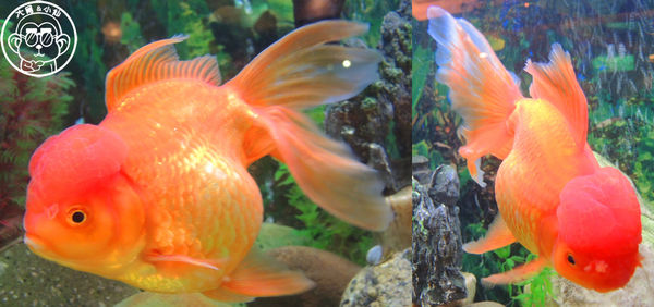 特香齋西餐廳:呷飽祙【新北板橋・特香齋西餐廳】板橋老字號西餐廳 特香齋西餐廳:呷飽祙【新北板橋・特香齋西餐廳】板橋老字號西餐廳