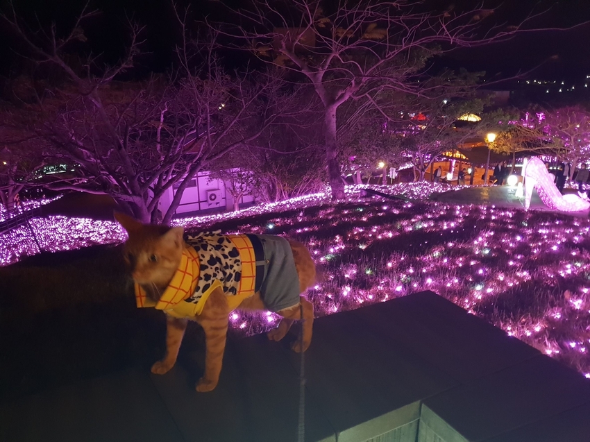 242711.jpg - 【屏東.四重溪】茴香戀戀溫泉會館。大眾池超美cp質超高。當地人推薦泉質最好的溫泉店 242711.jpg - 【屏東.四重溪】茴香戀戀溫泉會館。大眾池超美cp質超高。當地人推薦泉質最好的溫泉店