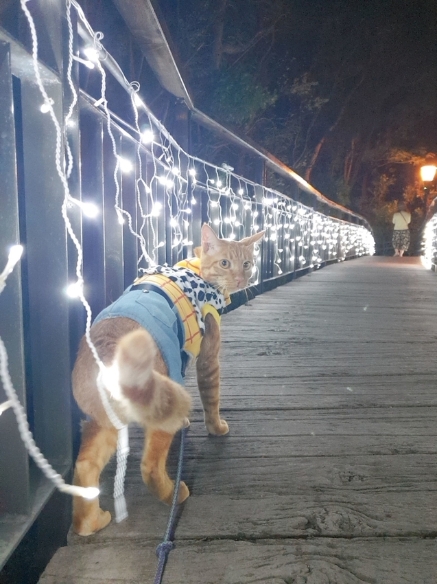 242719.jpg - 【屏東.四重溪】茴香戀戀溫泉會館。大眾池超美cp質超高。當地人推薦泉質最好的溫泉店 242719.jpg - 【屏東.四重溪】茴香戀戀溫泉會館。大眾池超美cp質超高。當地人推薦泉質最好的溫泉店