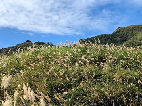 26.jpg - 2019草嶺古道芒花季