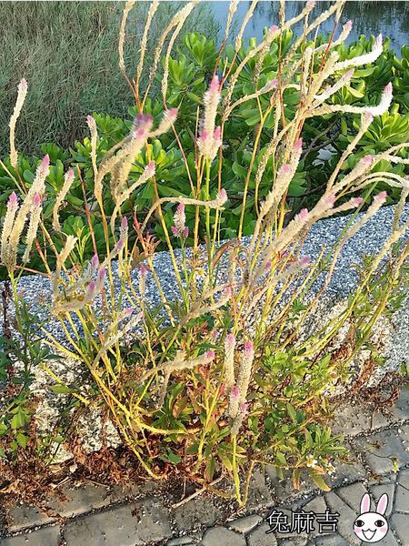 高美濕地 (8).jpg