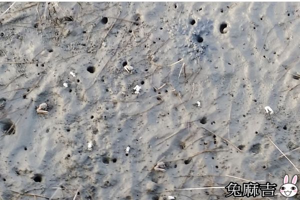 高美濕地 (9).jpg