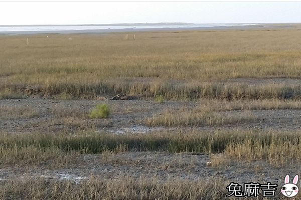 高美濕地 (10).jpg