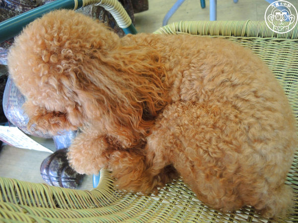 美美博士碳烤三明治：呷飽祙【新北三重･阿良博士碳烤三明治（美美博士）】食尚玩家報導