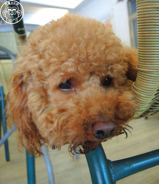 美美博士碳烤三明治：呷飽祙【新北三重･阿良博士碳烤三明治（美美博士）】食尚玩家報導