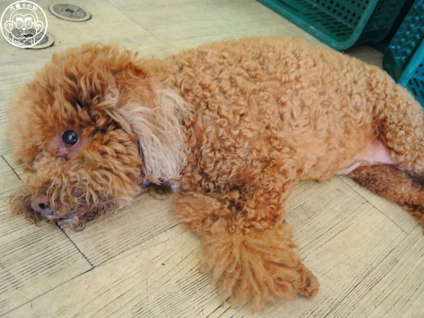 美美博士碳烤三明治：呷飽祙【新北三重･阿良博士碳烤三明治（美美博士）】食尚玩家報導