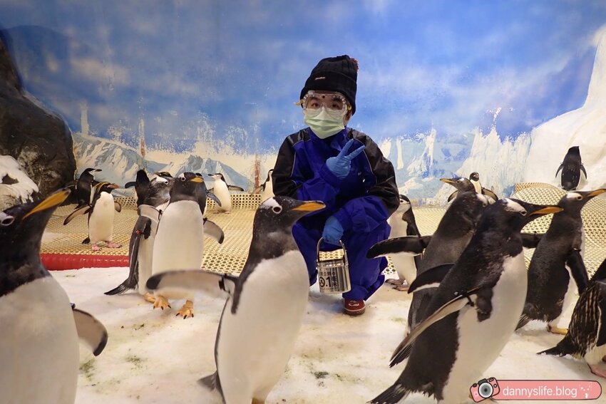 海生館餵企鵝 │屏東景點。我與企鵝的0.1毫米，被咬到了 - 丹尼的吃喝玩樂