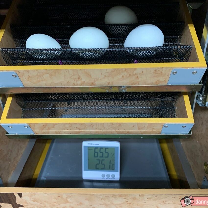 海生館餵企鵝 │屏東景點。我與企鵝的0.1毫米，被咬到了 - 丹尼的吃喝玩樂