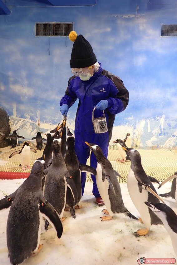 海生館餵企鵝 │屏東景點。我與企鵝的0.1毫米，被咬到了 - 丹尼的吃喝玩樂