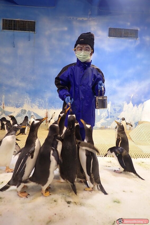 海生館餵企鵝 │屏東景點。我與企鵝的0.1毫米，被咬到了 - 丹尼的吃喝玩樂