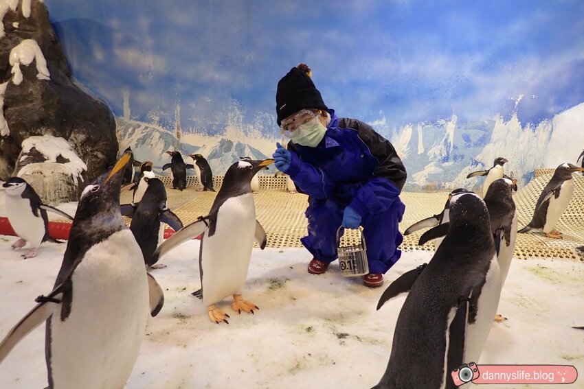 海生館餵企鵝 │屏東景點。我與企鵝的0.1毫米，被咬到了 - 丹尼的吃喝玩樂