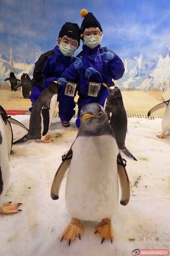 海生館餵企鵝 │屏東景點。我與企鵝的0.1毫米，被咬到了 - 丹尼的吃喝玩樂