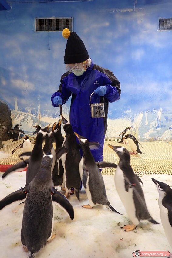 海生館餵企鵝 │屏東景點。我與企鵝的0.1毫米，被咬到了 - 丹尼的吃喝玩樂