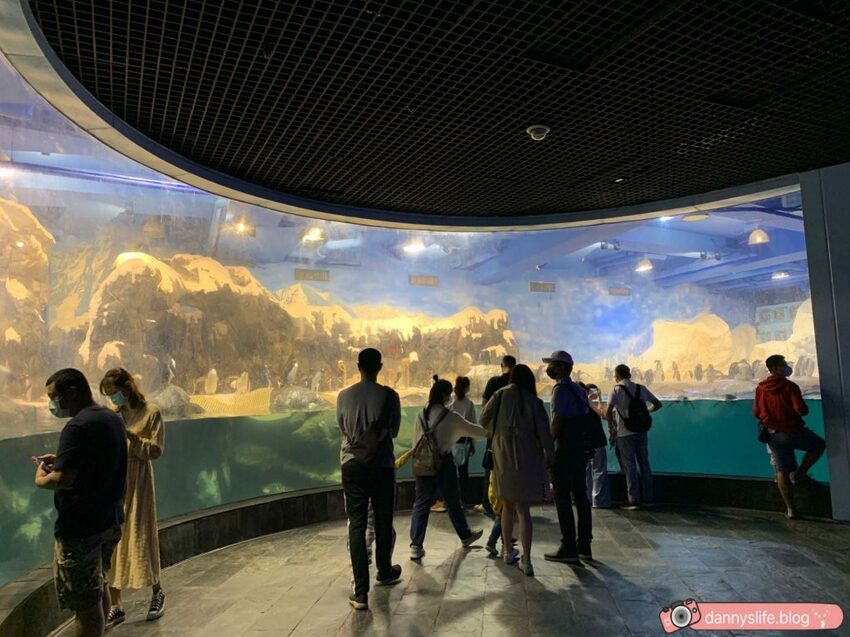 海生館餵企鵝 │屏東景點。我與企鵝的0.1毫米，被咬到了 - 丹尼的吃喝玩樂