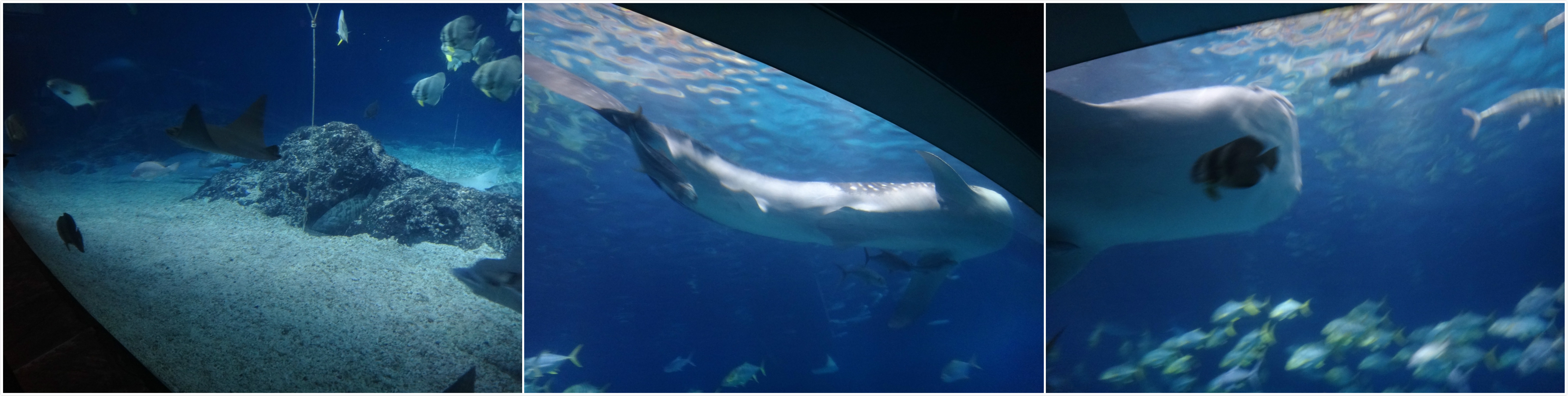 【屏東】墾丁海洋生物博物館 來墾丁就是要來海洋博物館 不然要幹嘛