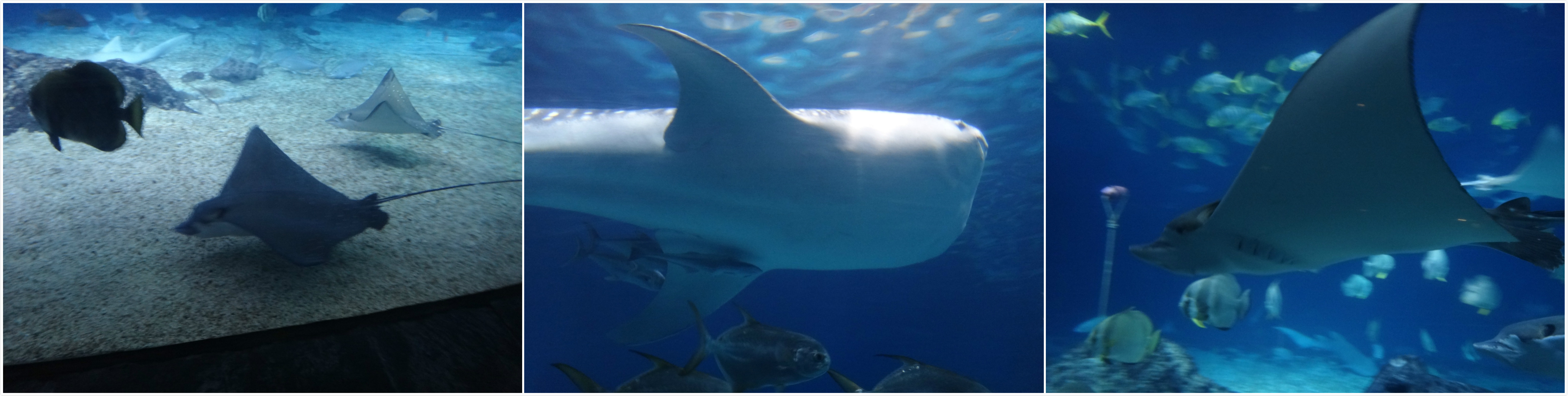 【屏東】墾丁海洋生物博物館 來墾丁就是要來海洋博物館 不然要幹嘛