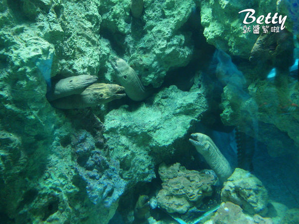 20170819國立海洋生物博物館 (22).jpg