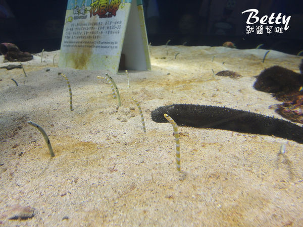 20170819國立海洋生物博物館 (25).jpg