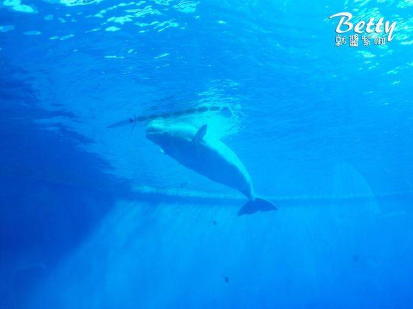 20170819國立海洋生物博物館 (26).jpg