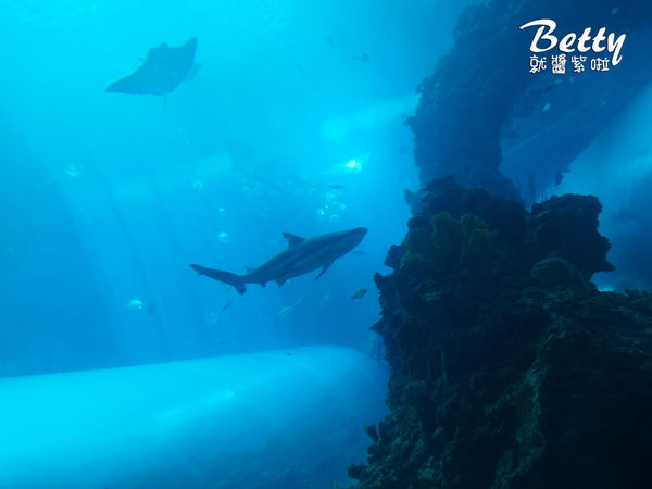 20170819國立海洋生物博物館 (21).jpg