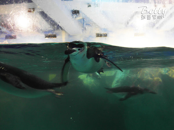 20170819國立海洋生物博物館 (41).jpg