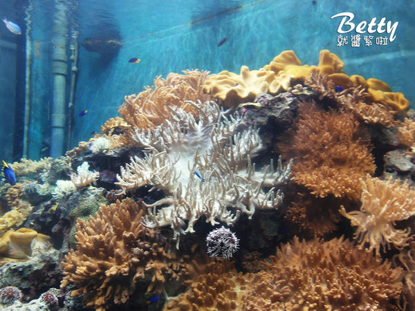 20170819國立海洋生物博物館 (16).jpg