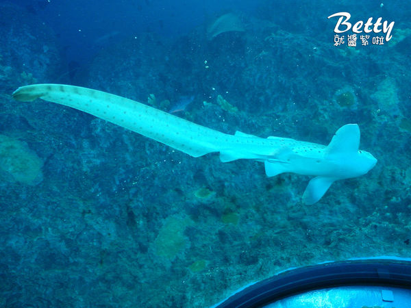 20170819國立海洋生物博物館 (19).jpg