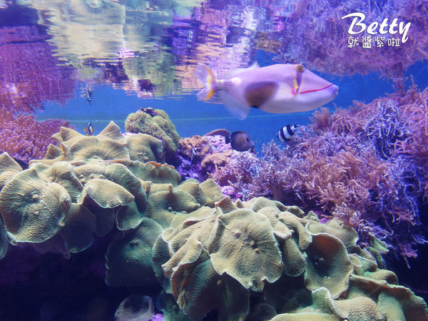 20170819國立海洋生物博物館 (29).jpg