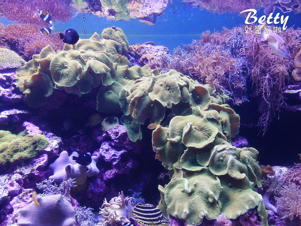 20170819國立海洋生物博物館 (28).jpg