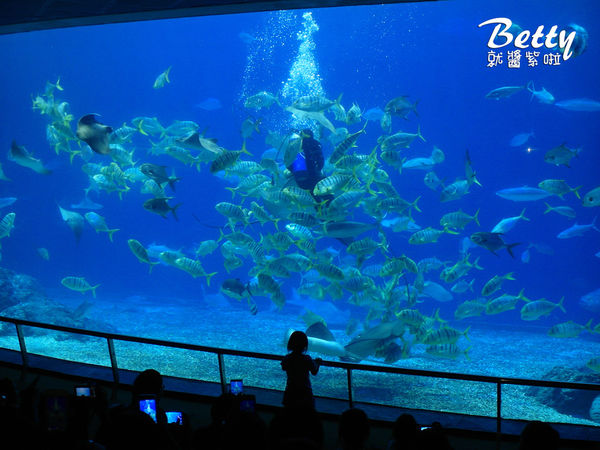 20170819國立海洋生物博物館 (34).jpg