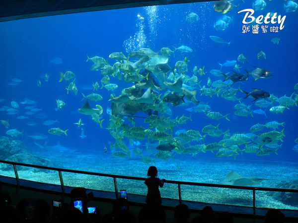 20170819國立海洋生物博物館 (33).jpg
