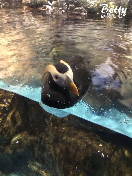 20170819國立海洋生物博物館 (9).jpg