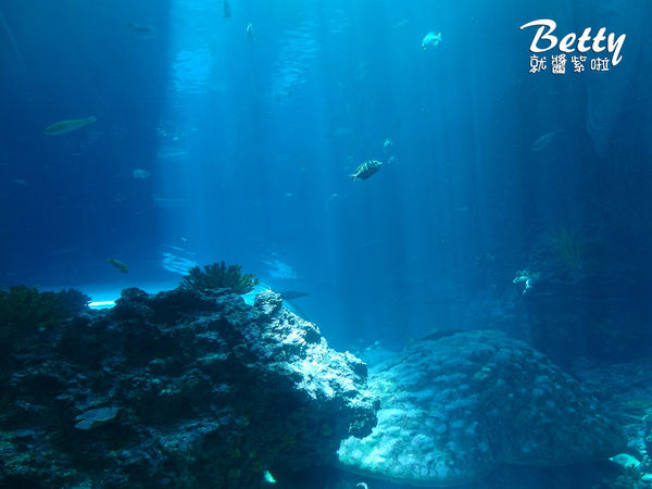 20170819國立海洋生物博物館 (18).jpg