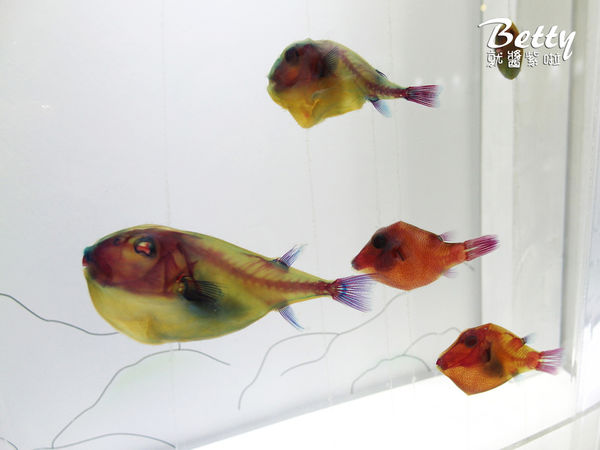 20170819國立海洋生物博物館 (4).jpg