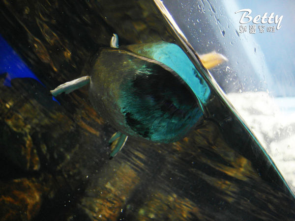 20170819國立海洋生物博物館 (44).jpg