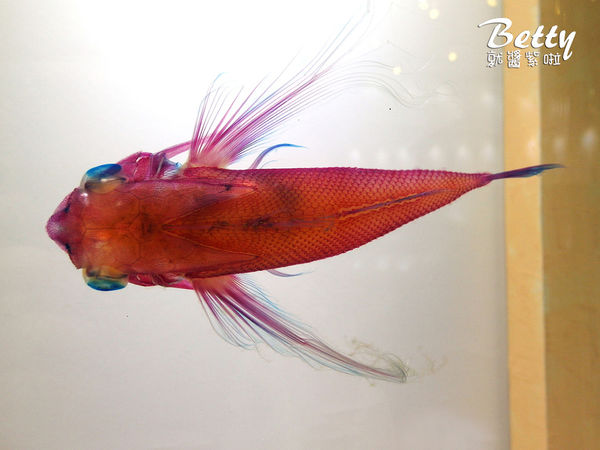 20170819國立海洋生物博物館 (5).jpg