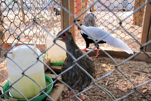 台灣山豬城(珍珠嶺關係農場):【新北市林口景點】台灣山豬城~團圓合菜料理,環境充滿古色古香,小型動物園區
