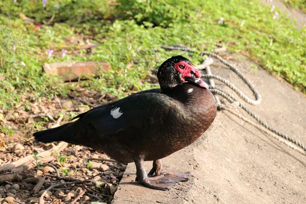 台灣山豬城(珍珠嶺關係農場):【新北市林口景點】台灣山豬城~團圓合菜料理,環境充滿古色古香,小型動物園區