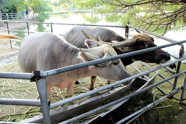台灣山豬城(珍珠嶺關係農場):【新北市林口景點】台灣山豬城~團圓合菜料理,環境充滿古色古香,小型動物園區