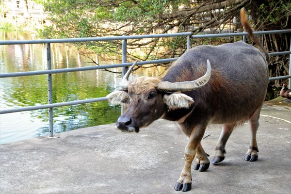 台灣山豬城(珍珠嶺關係農場):【新北市林口景點】台灣山豬城~團圓合菜料理,環境充滿古色古香,小型動物園區