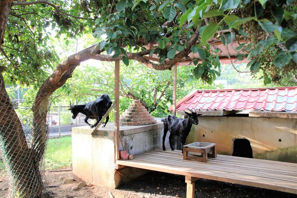 台灣山豬城(珍珠嶺關係農場):【新北市林口景點】台灣山豬城~團圓合菜料理,環境充滿古色古香,小型動物園區